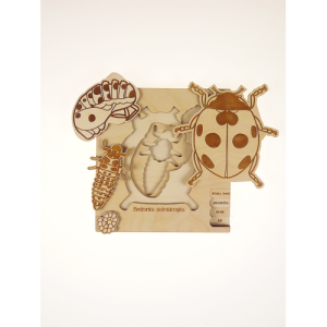 Ciclo vita coccinella Stukapuka